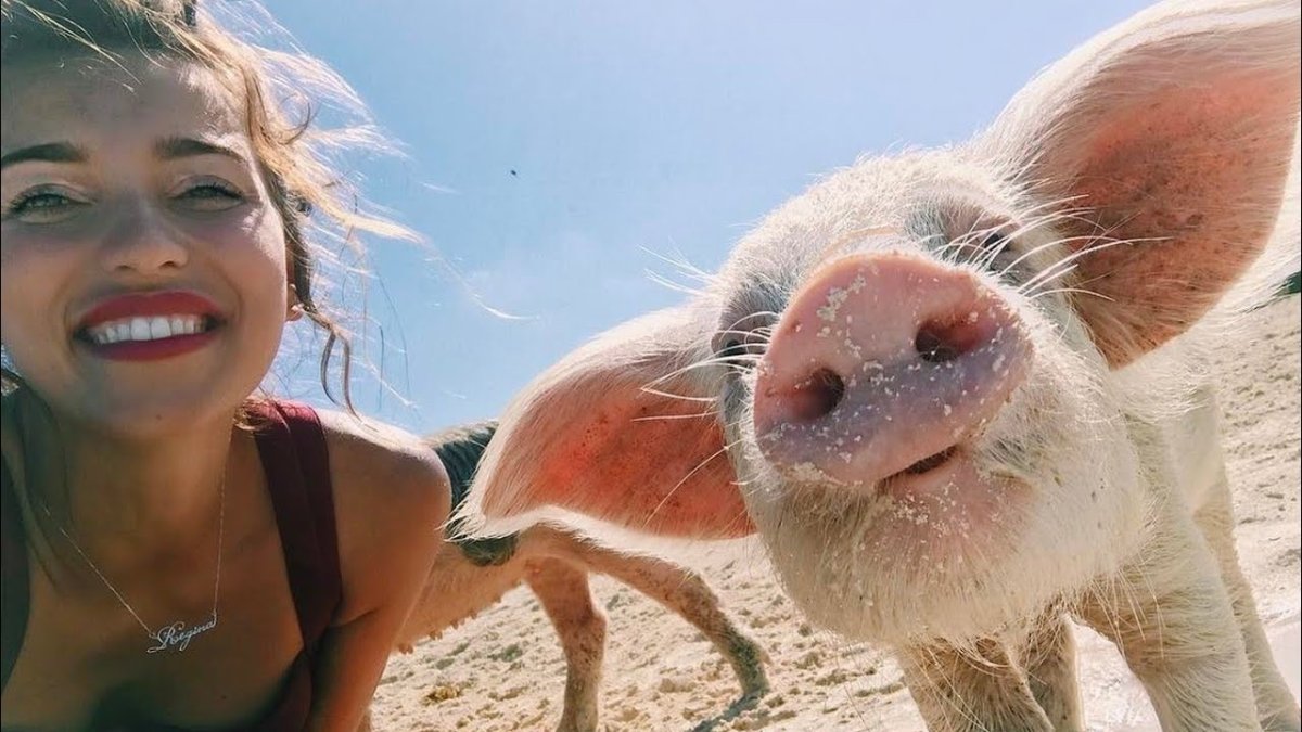 Девушка свинья