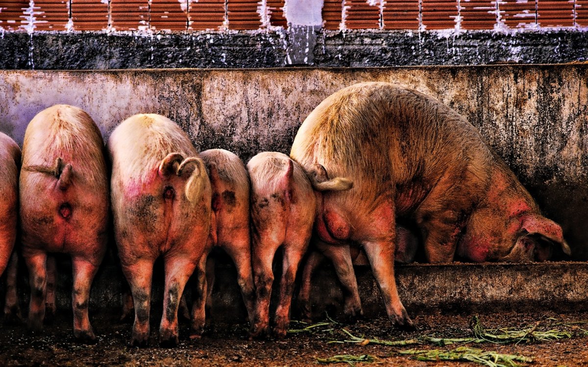 Стадо свиней