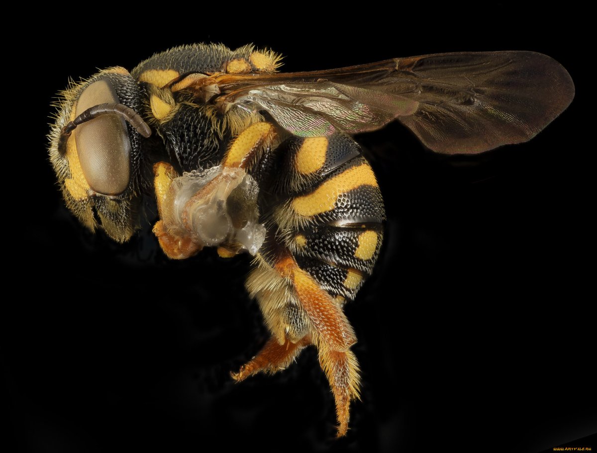 Зелёный Шмель насекомое