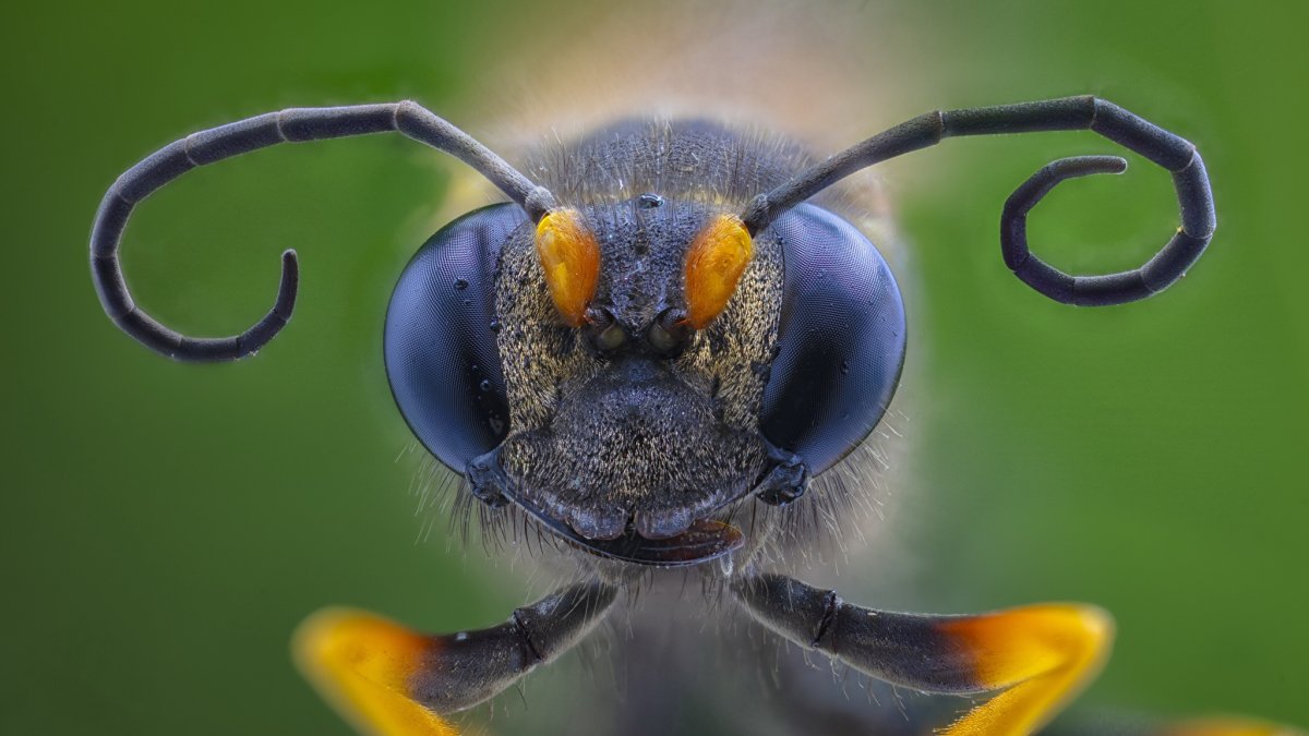 Глаза шершня