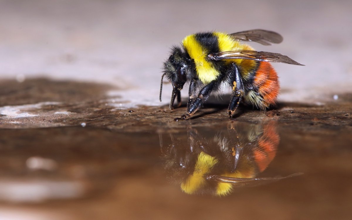 Шафранный Шмель