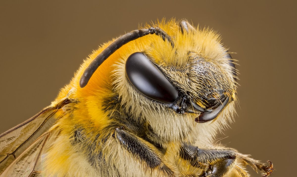 Bombus terrestris жало