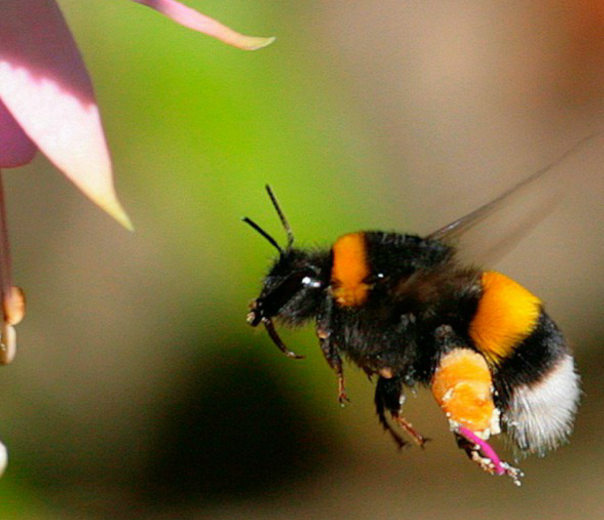 Шмель насекомое