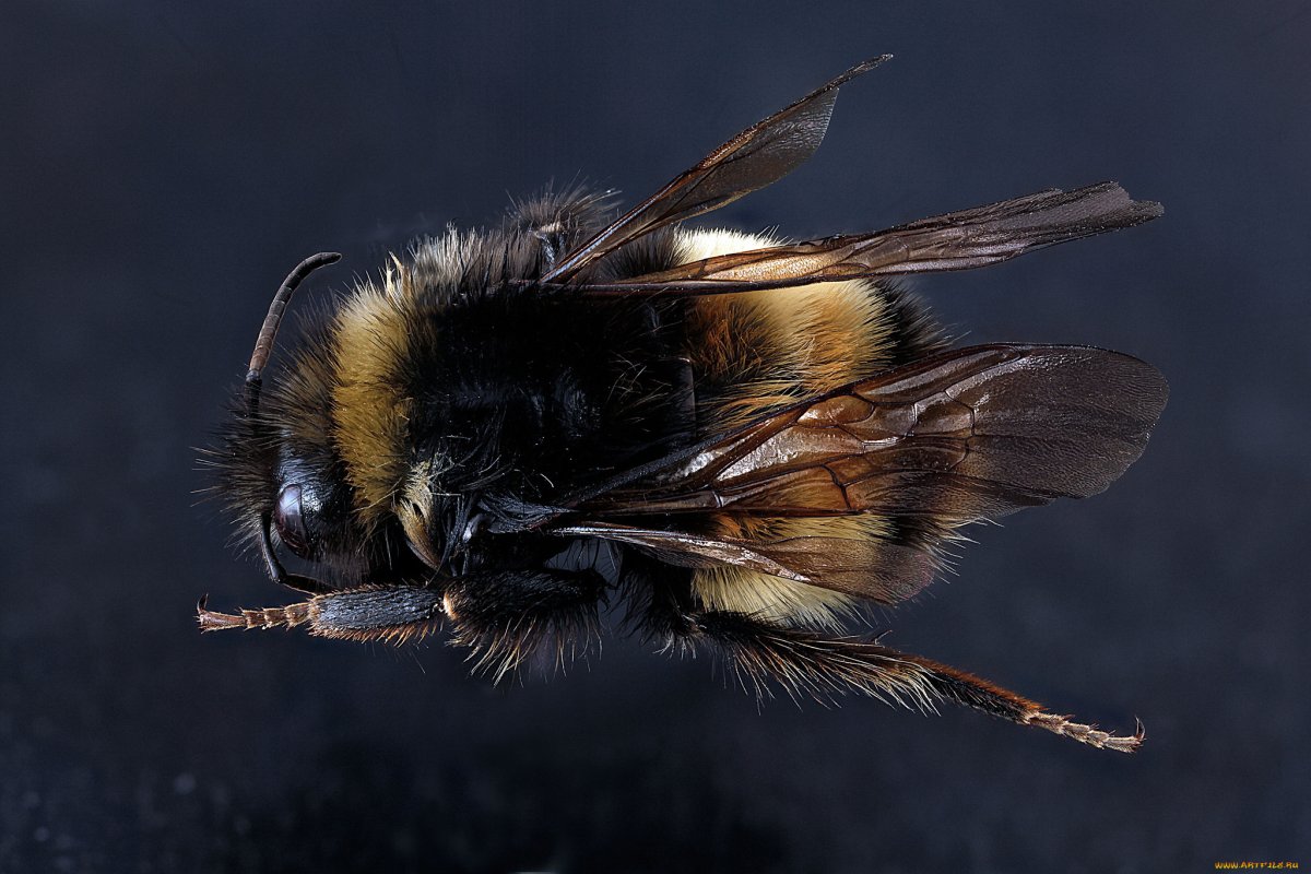 Пчелы в природе