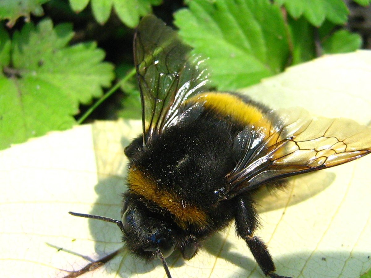 Животное Андрены