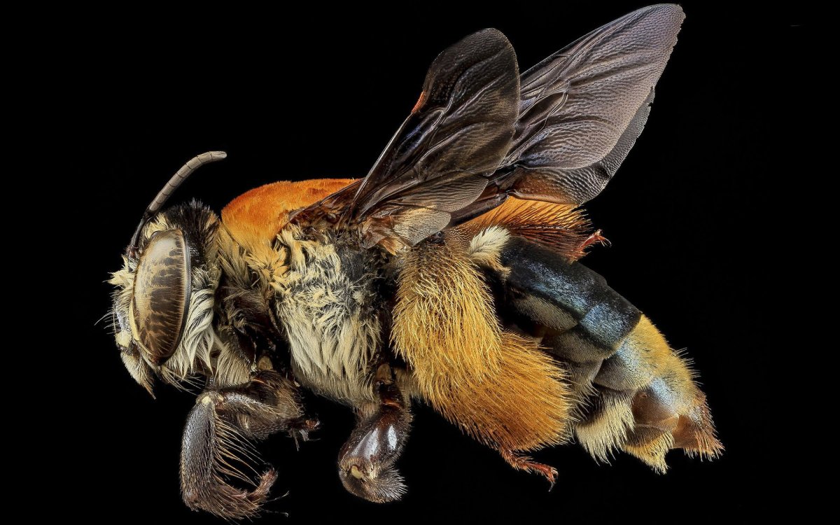 Шмелиная Муха