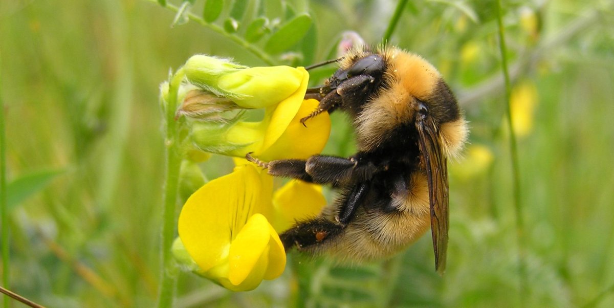Bumblebee Шмель