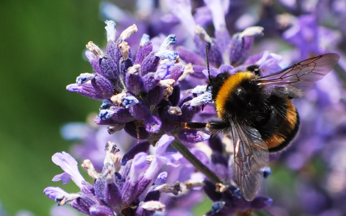 Степной Шмель Bombus fragrans