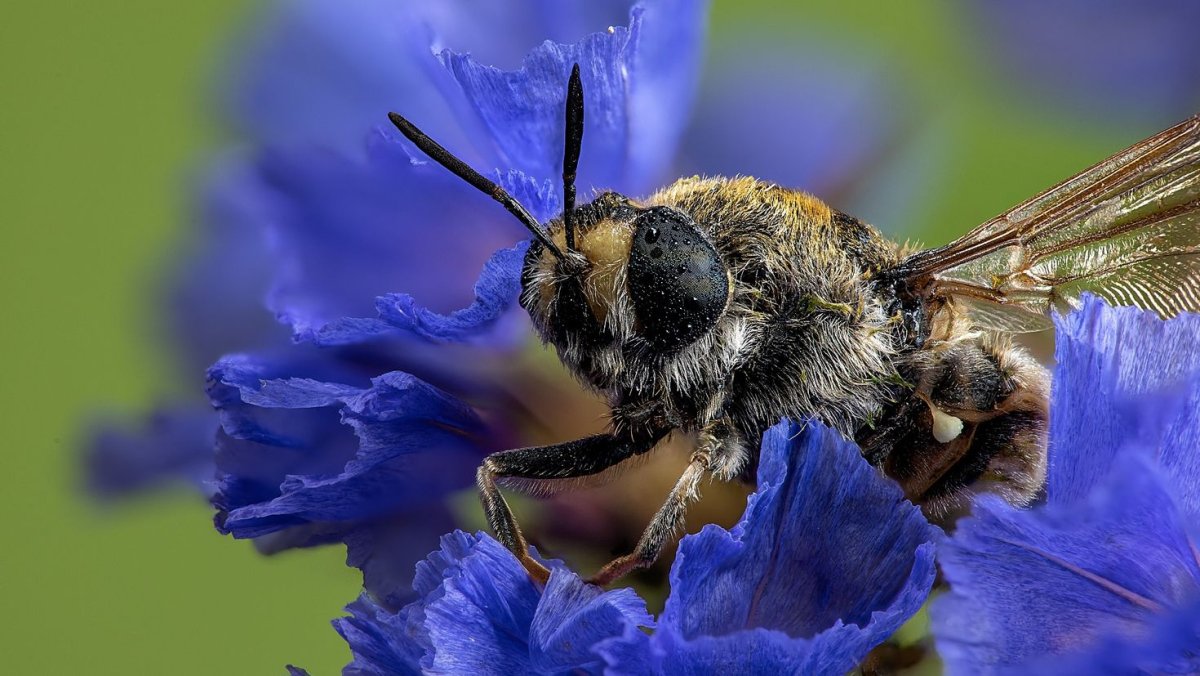 Осмия пчела
