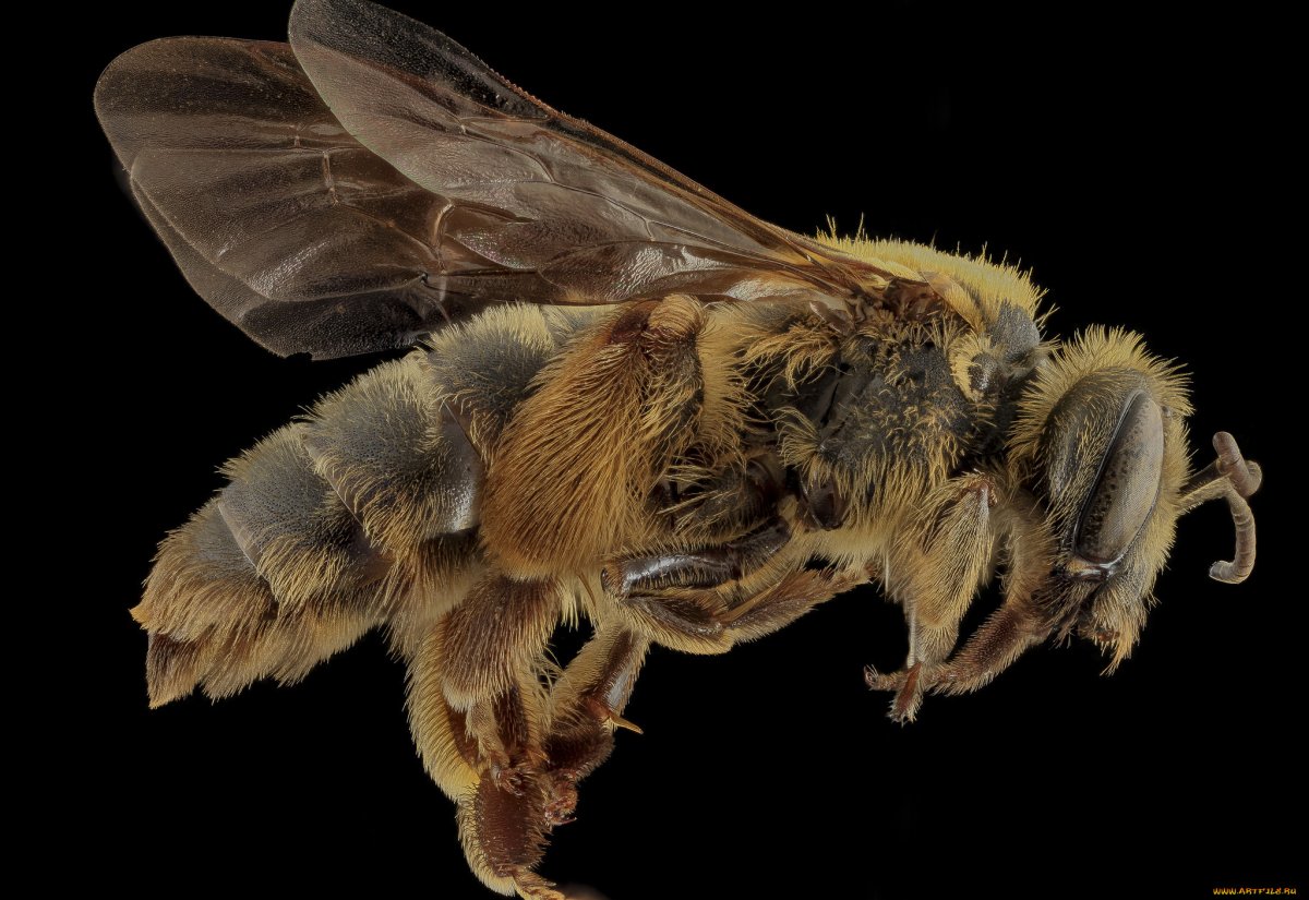 Шмель Зихеля