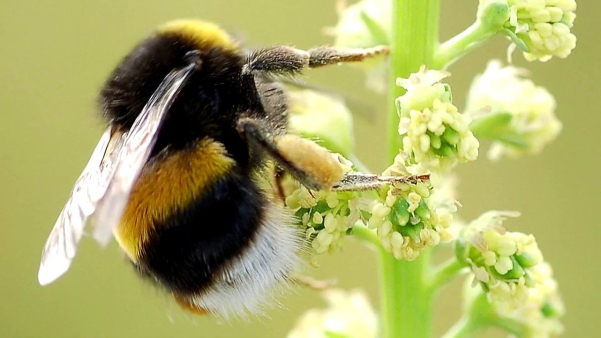 Bombus fragrans насекомое