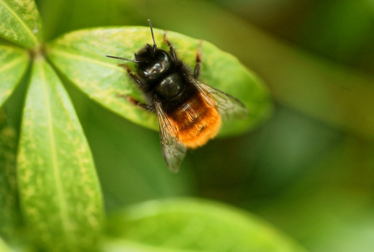 Шмелиный Рой