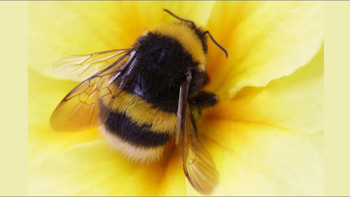 Черная пчела плотник