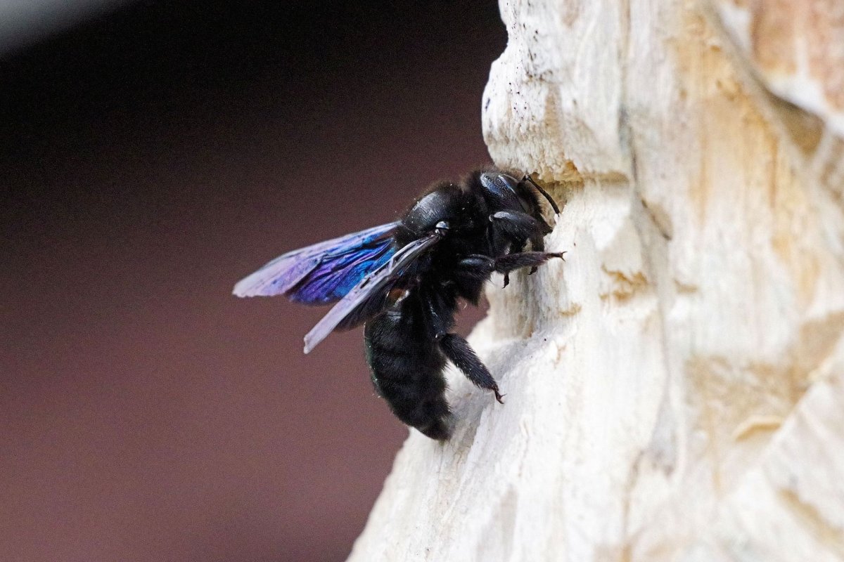 Xylocopa caerulea голубая пчела