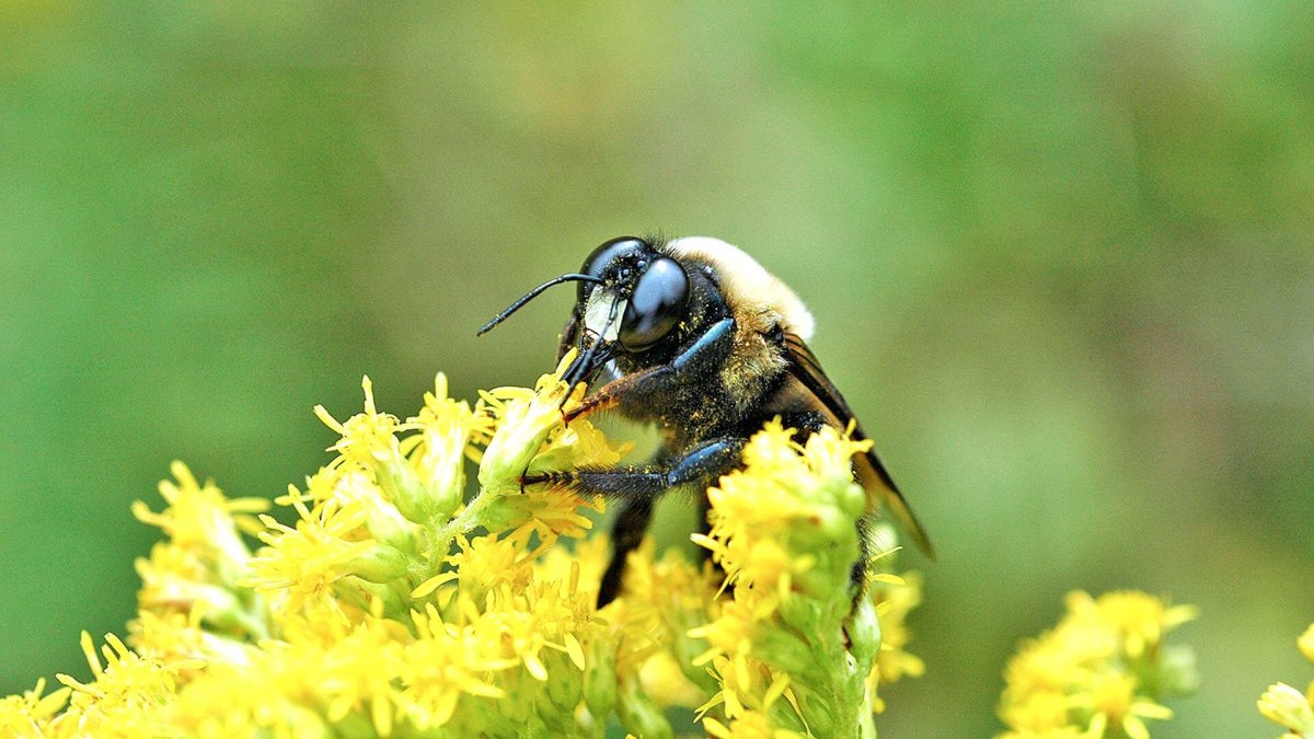 Пчела плотник красная книга