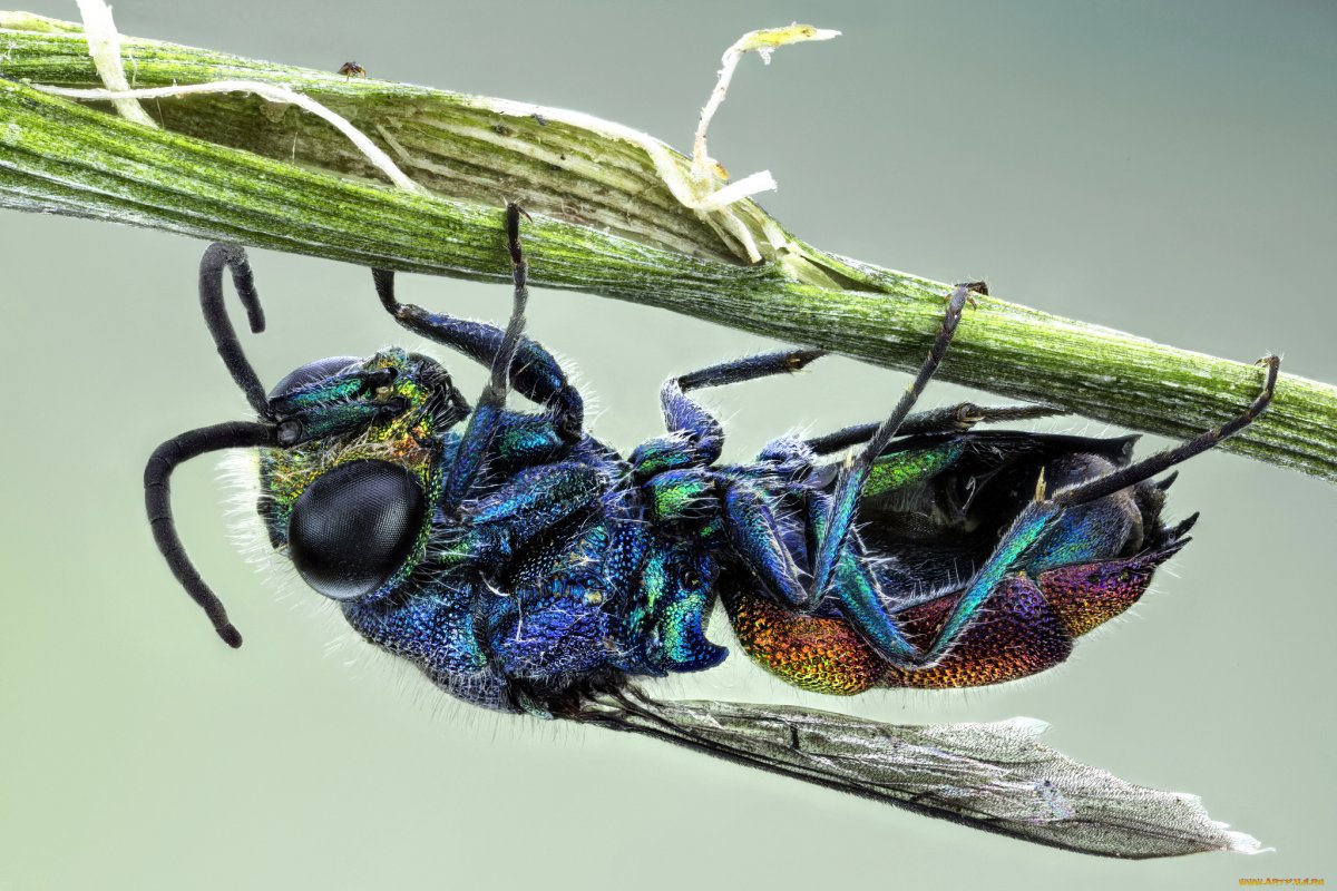 Шмель Земляной Bombus terrestris