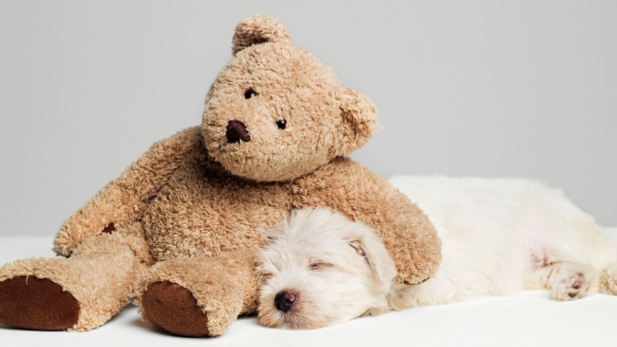 Собачки плюшевые мишки