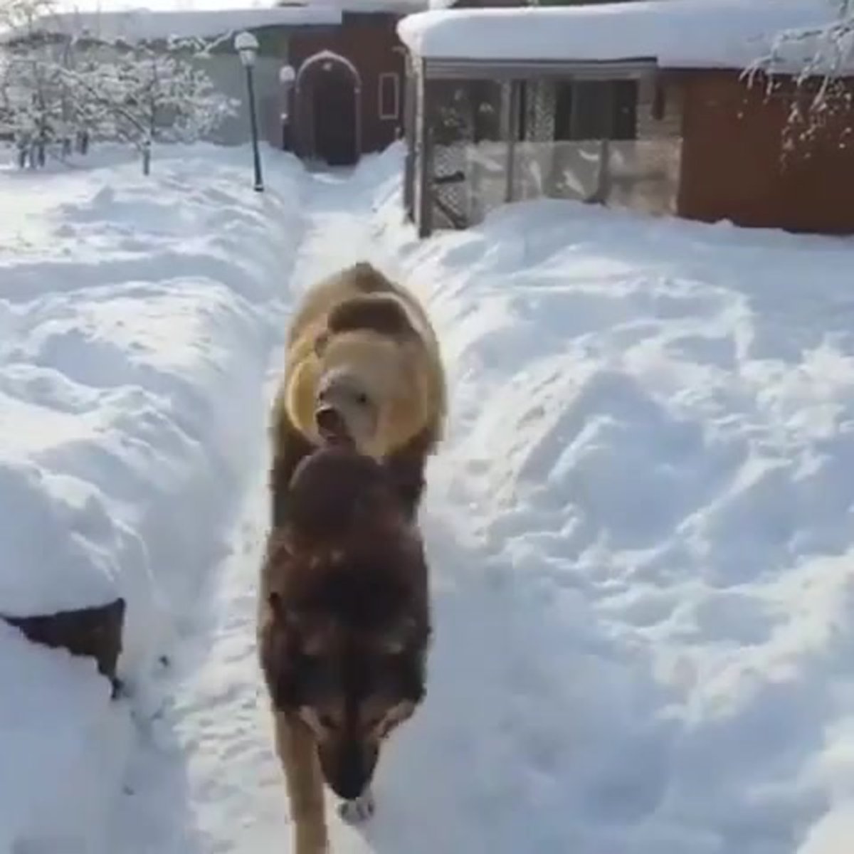 The Secret Life of Pets 2