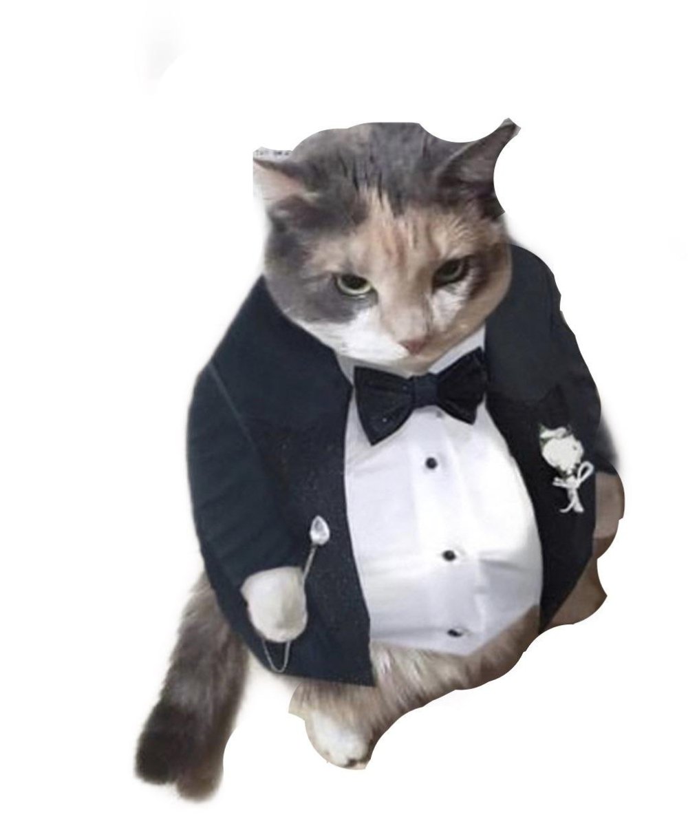 Котики в костюмах