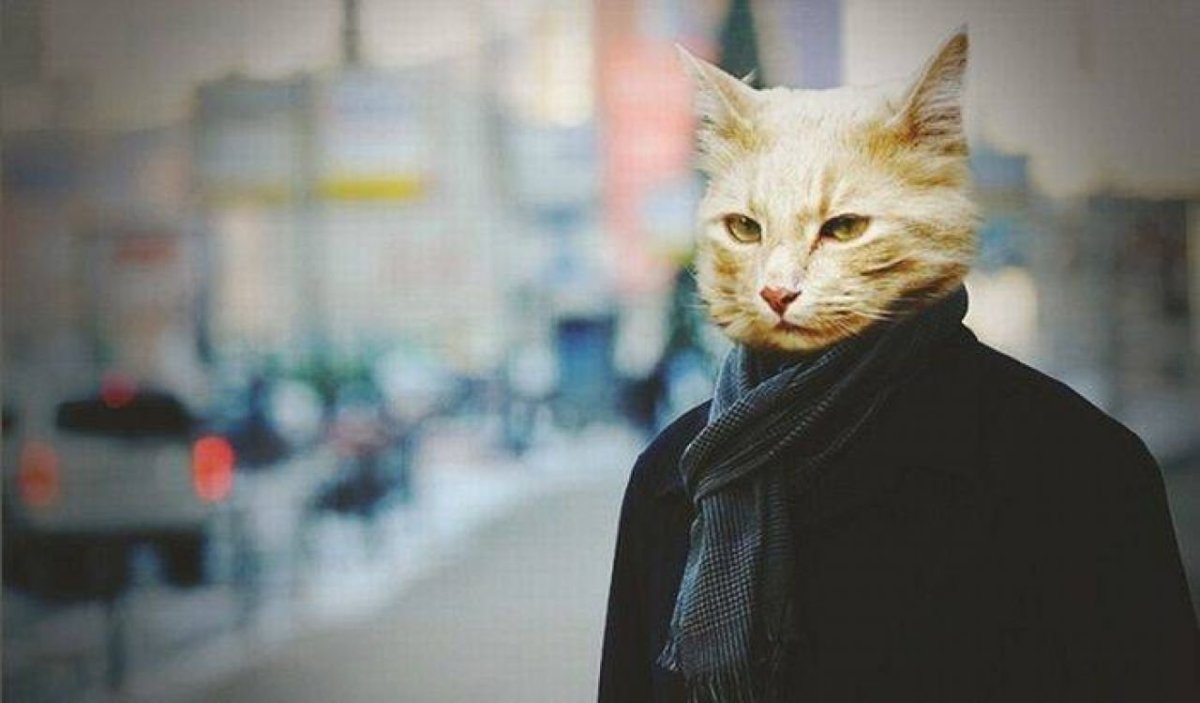 Кот с мужским лицом