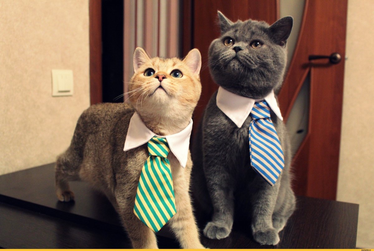 Кот в деловом костюме