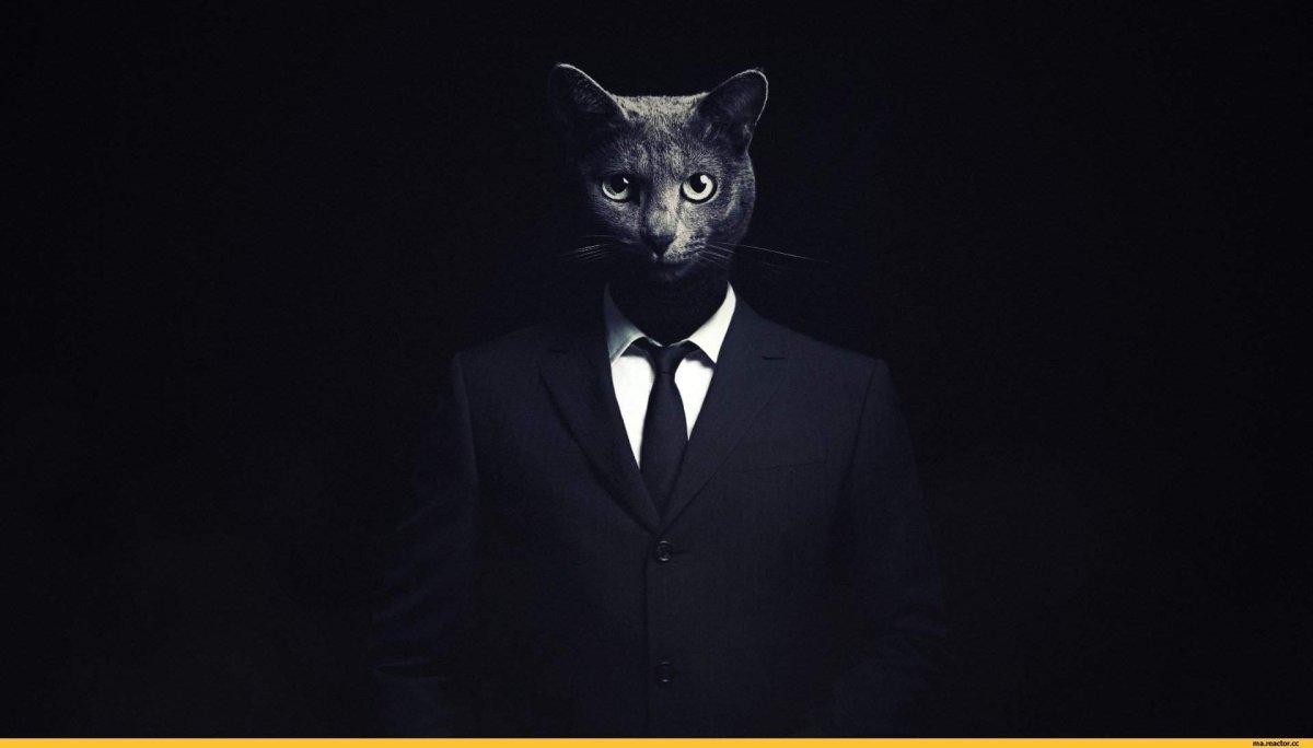 Кот в смокинге