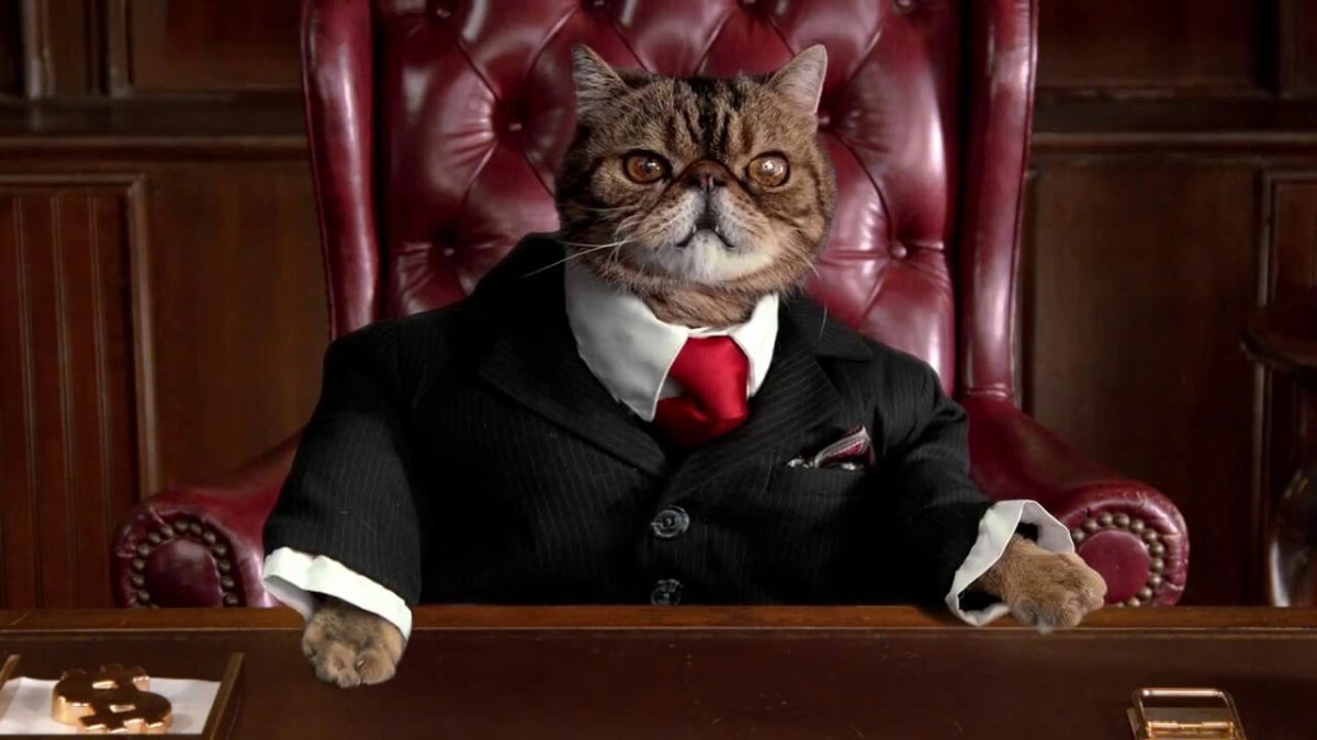 Кот в деловом костюме