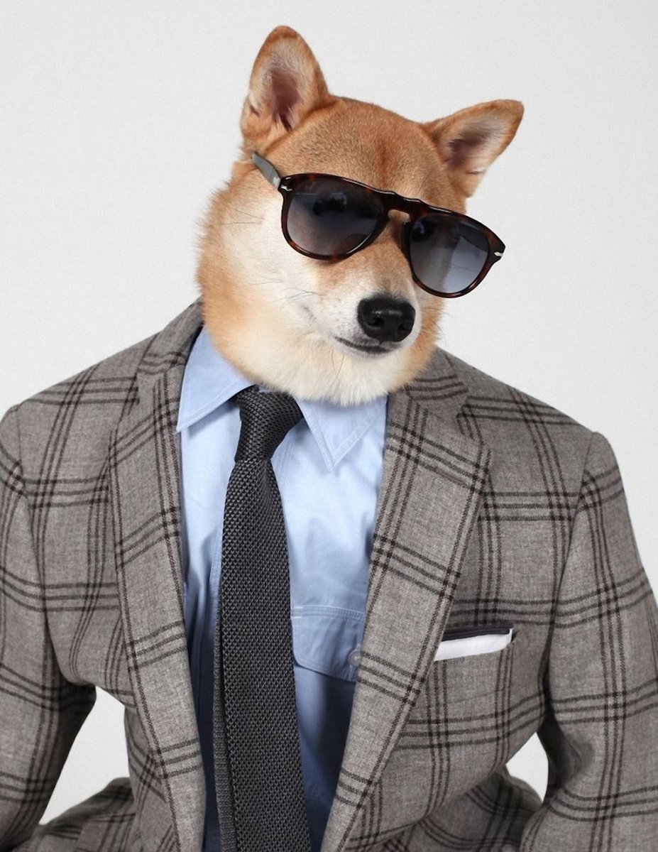 Животные в одежде