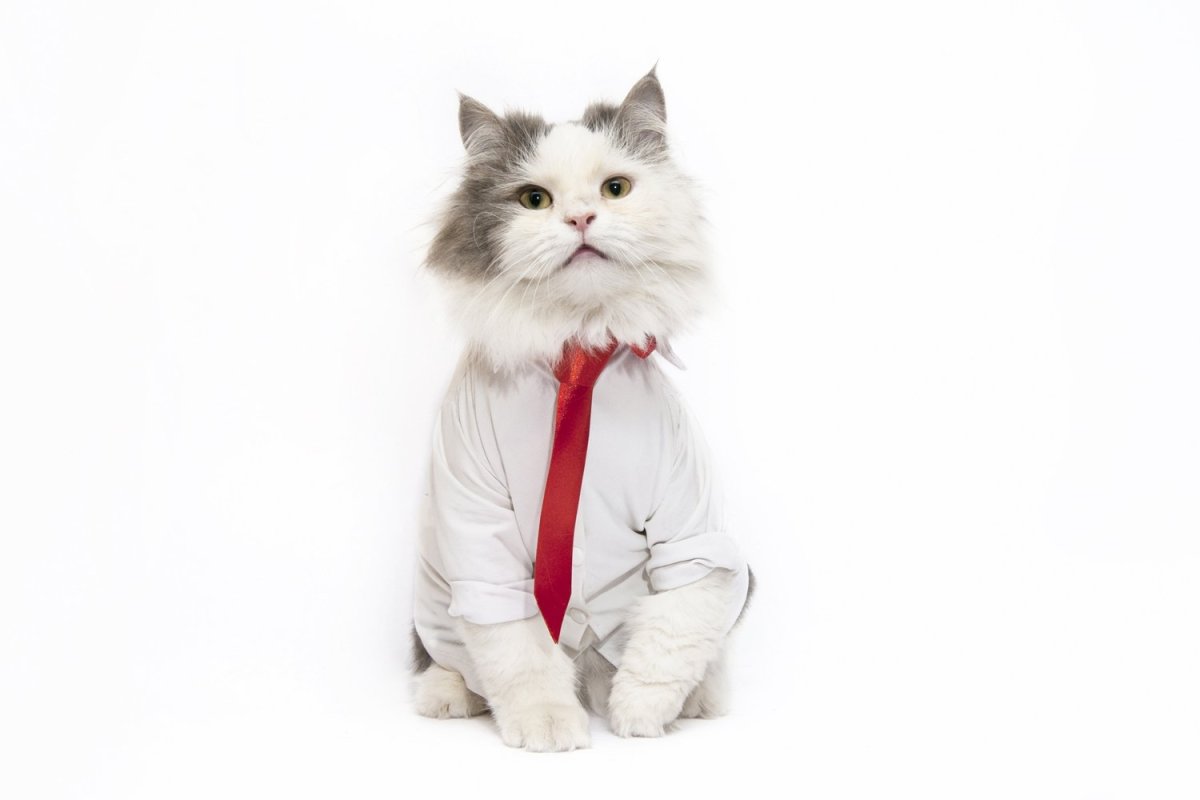 Кот в деловом костюме