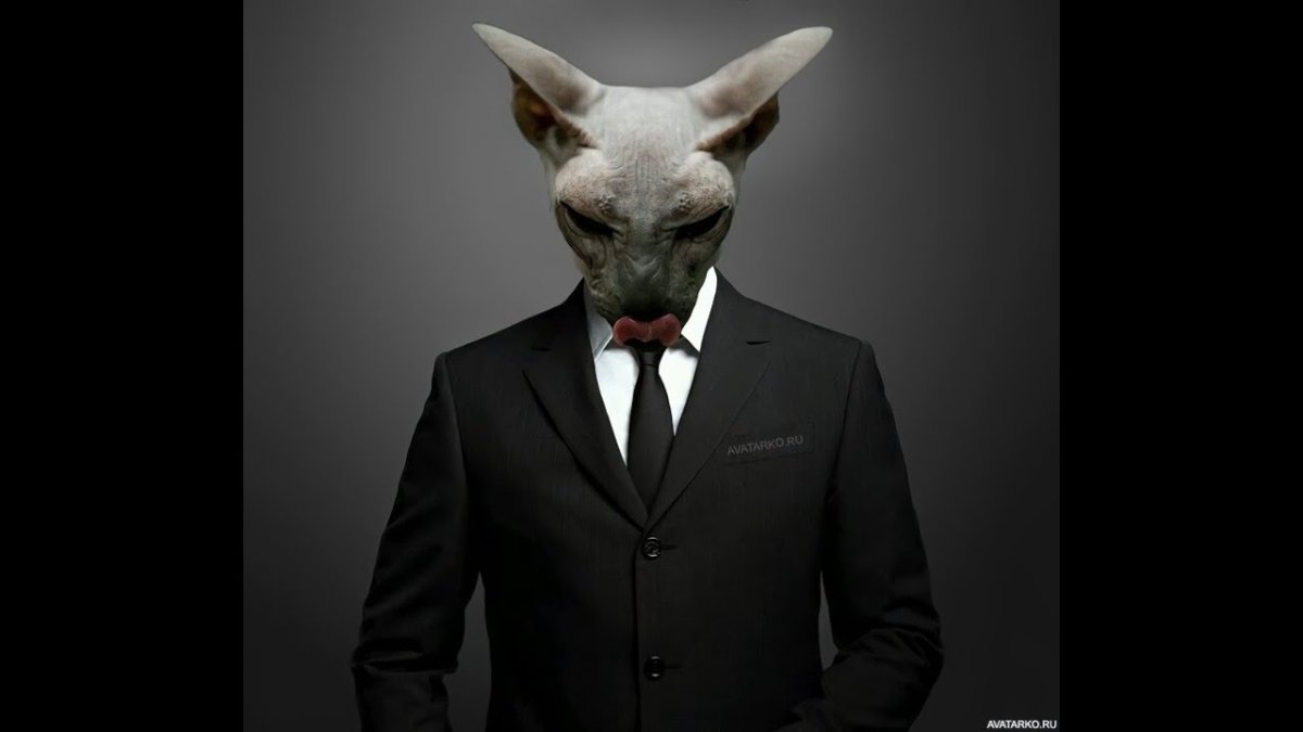 Кот в пиджаке