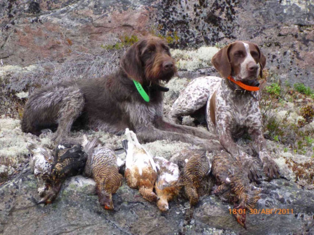 Смесь дратхаара с курцхааром