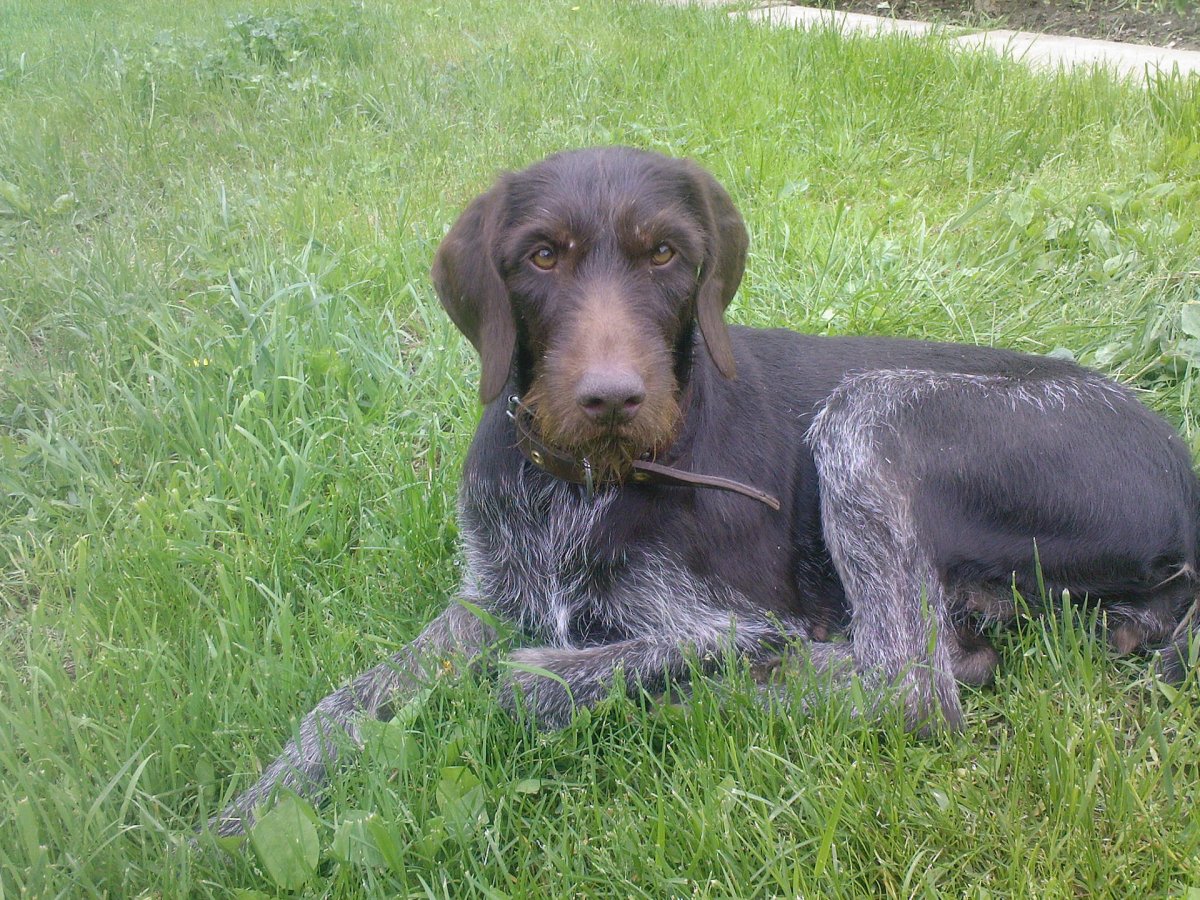 Дратхаар и гончая