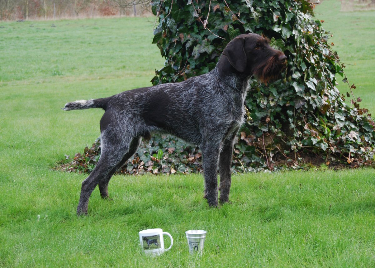 Собака Дойч дратхаар