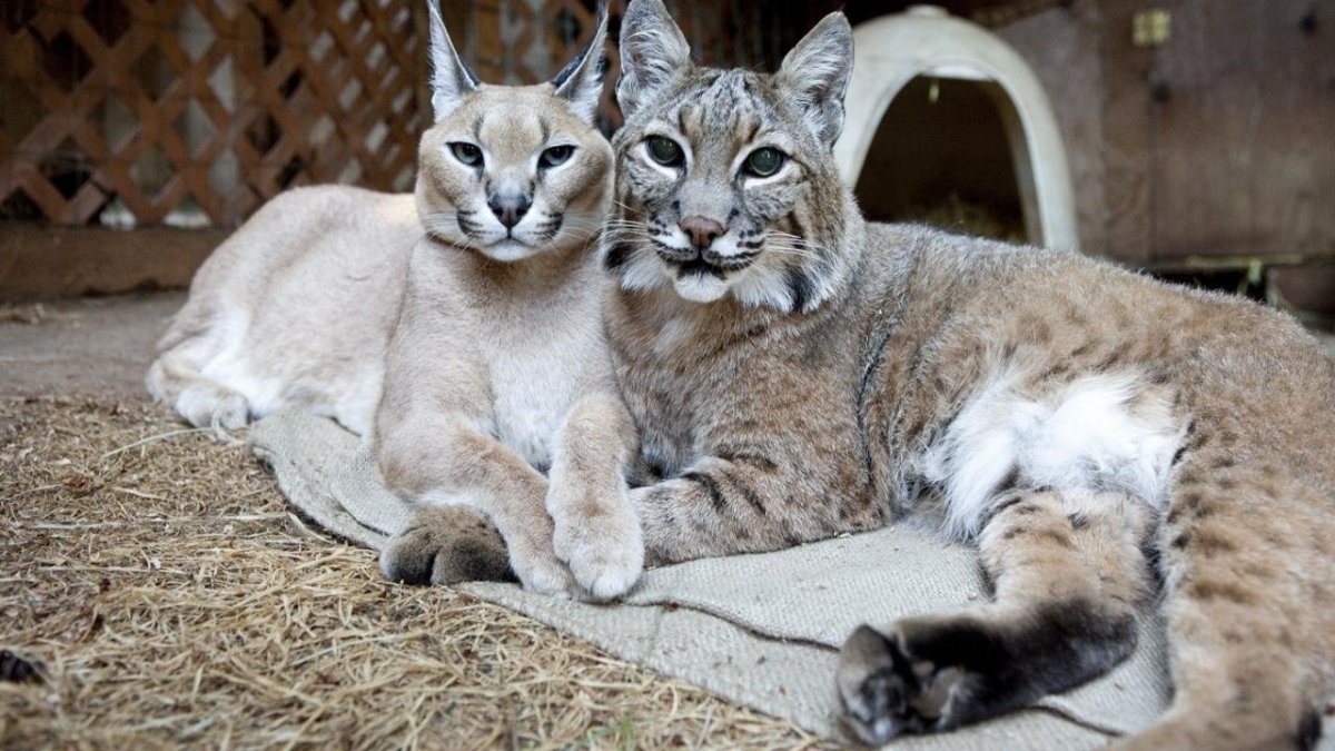 Кот Рысь каракал