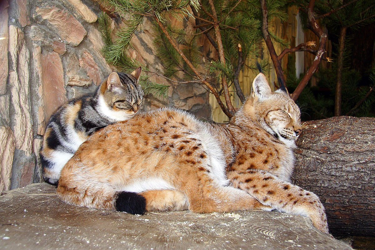 Рысь Линда и кошка Дуся