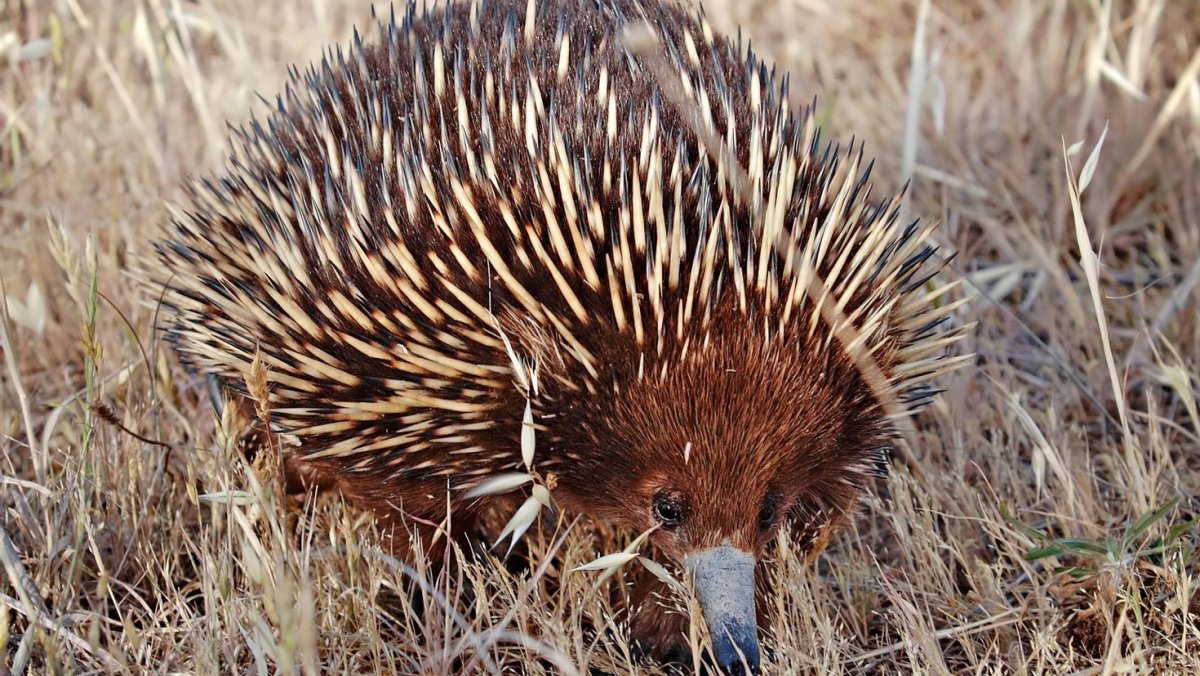 Австралийская ехидна (Tachyglossus aculeatus)