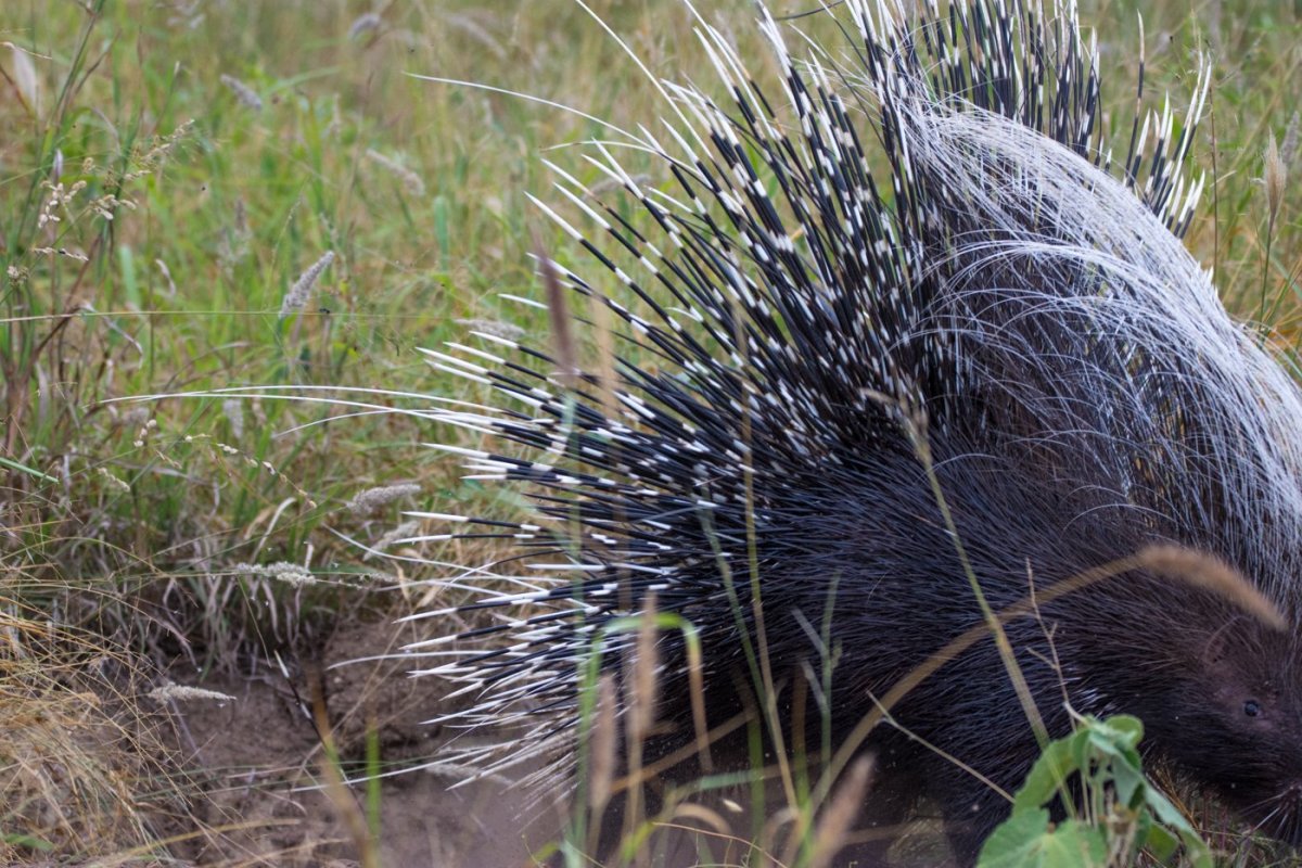 Дикобраз в Туркмении