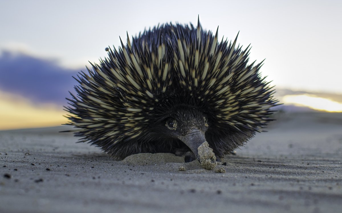 Ехидна и Дикобраз