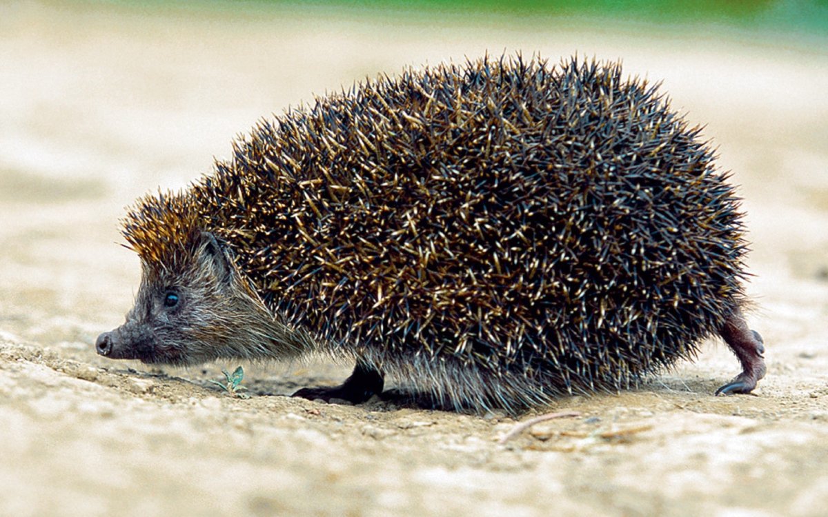 Белогрудый еж