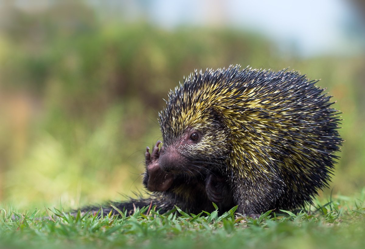 Дикобраз коэнду