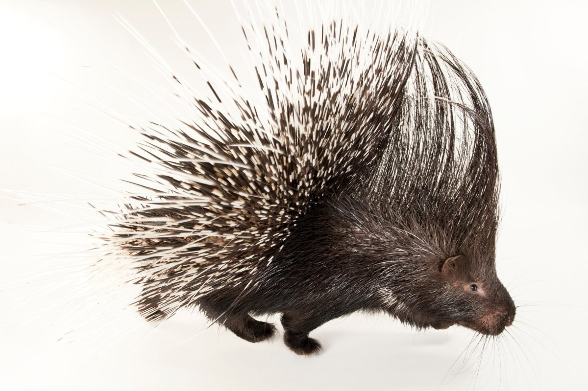 Малайский Дикобраз