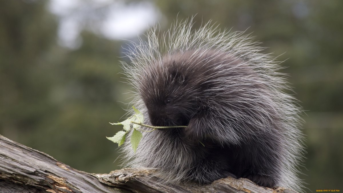 Канада дикобразы-иглошерсты