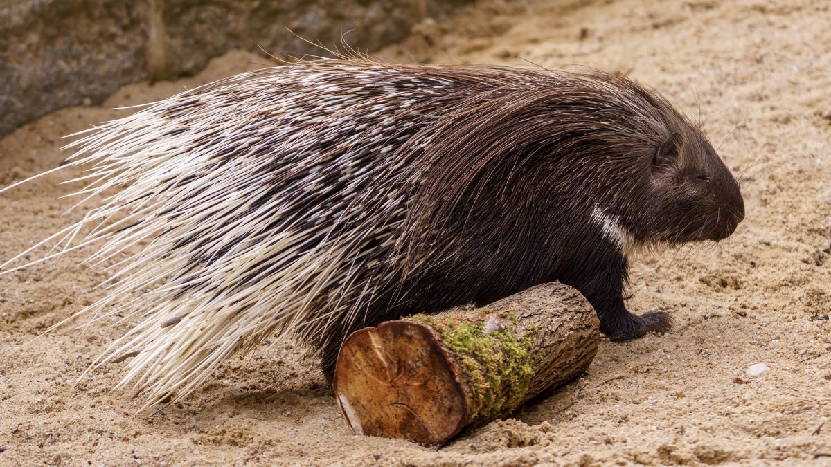 Гребенчатый Дикобраз