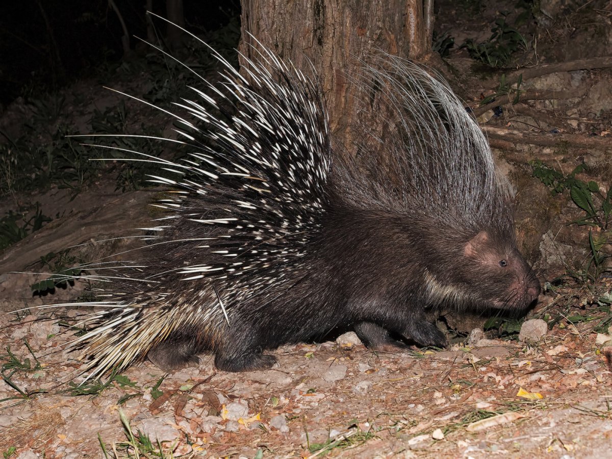 Дикобраз горный