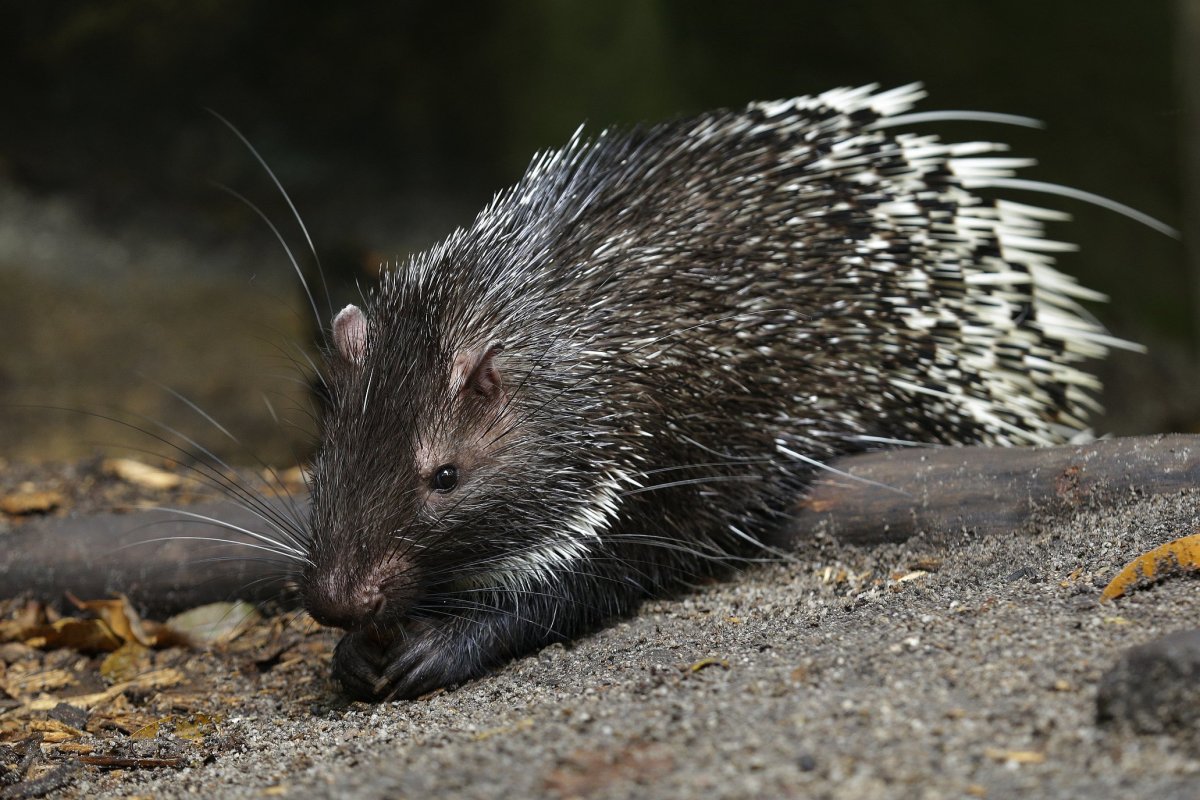 Тонкоиглый Дикобраз