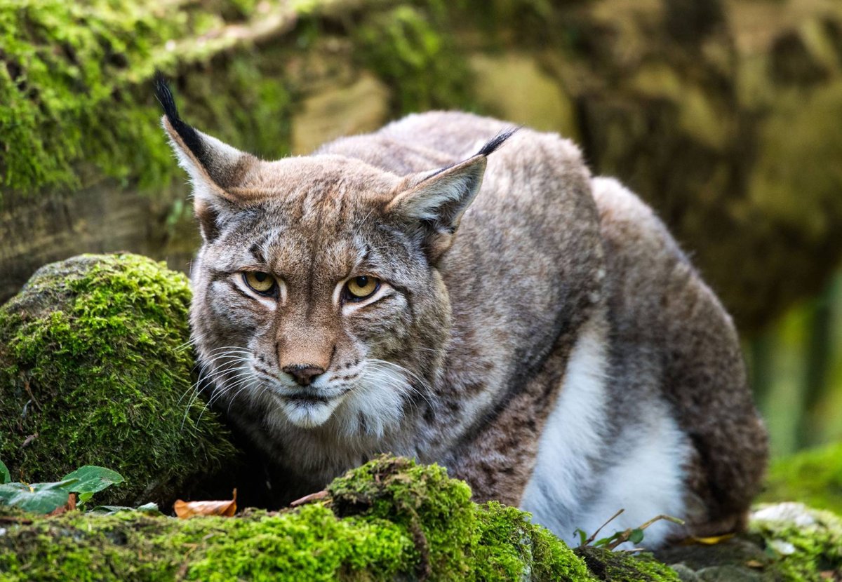 Northern Lynx