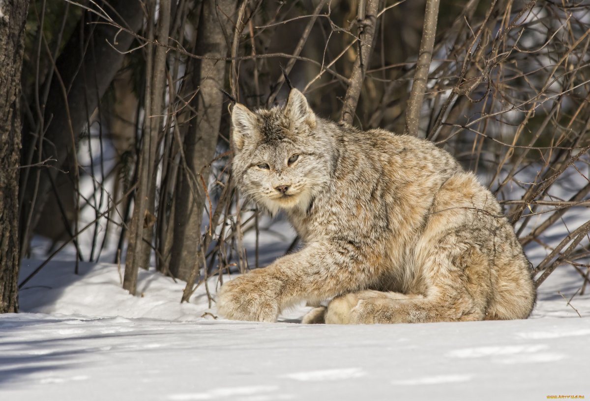 Канадская Рысь лапки