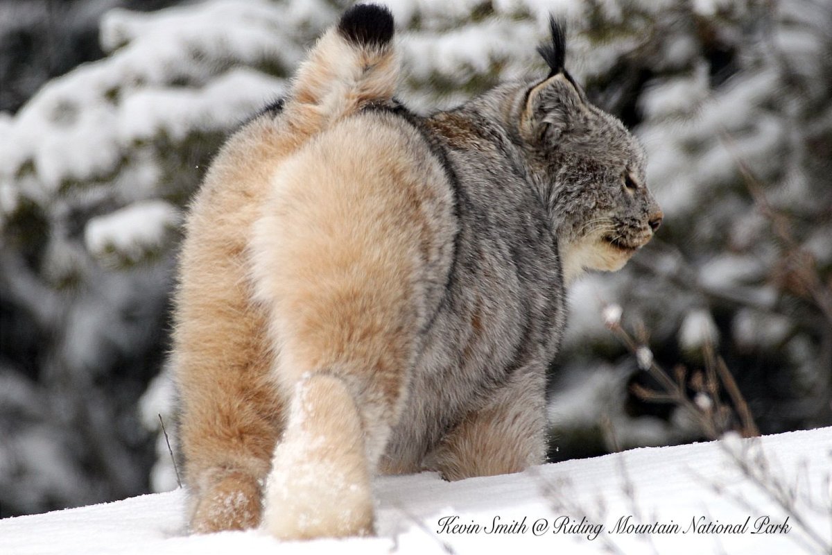 Канадская Рысь лапки