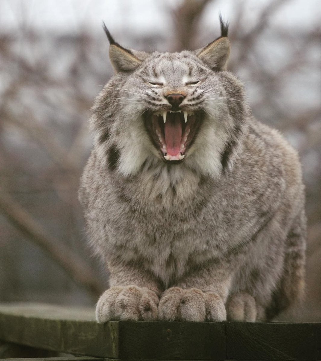 Рысь канадская пушистая