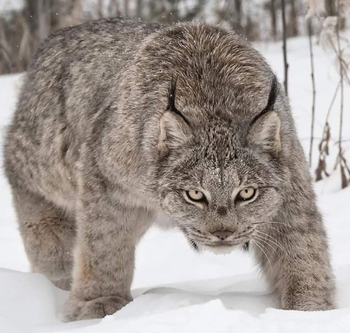 Якутская Рысь